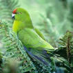 Red fronted parakeet
